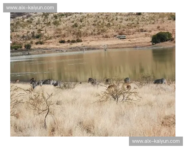斑马王国与飞驴恩怨：一场注定不平凡的对决